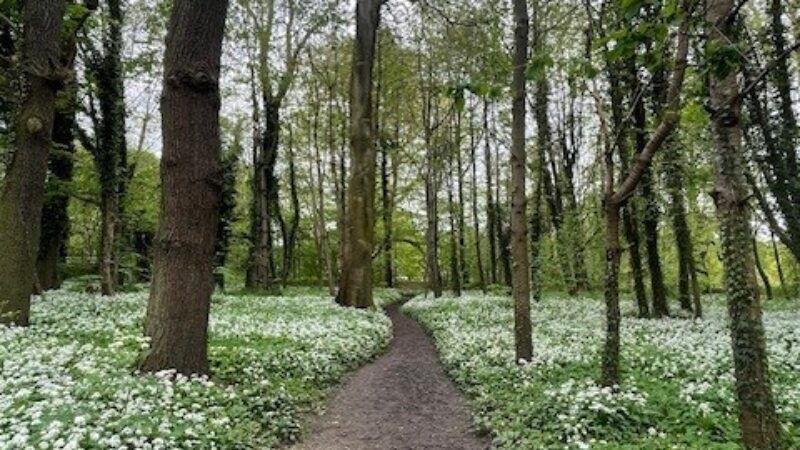 Wooded area filled with wild garlic flowers.